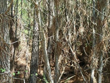 La Xunta concede 10 millones para acciones de silvicultura en más de 4.000 hectáreas de coníferas y frondosas
