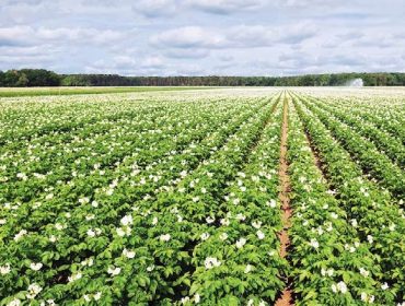 ICL PotashpluS, tecnología natural perfecta para los cultivos exigentes en potasio que demanden altas cantidades de azufre
