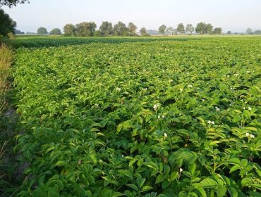 Rotación de cultivos: el caso de la patata de siembra en la Bretaña francesa