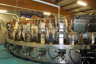 Aumento de la producción de leche en la UE en enero