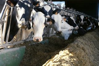 La ayuda asociada a las explotaciones de vacuno de leche será finalmente de 132 euros por animal