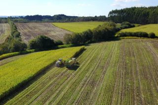 Millopreciso, el proyecto que busca hacer más rentable el cultivo de maíz en Galicia