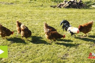 Camper, la gama de piensos de Nanta para la cría artesanal de gallinas, pollos y conejos