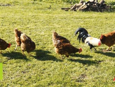 Camper, la gama de piensos de Nanta para la cría artesanal de gallinas, pollos y conejos