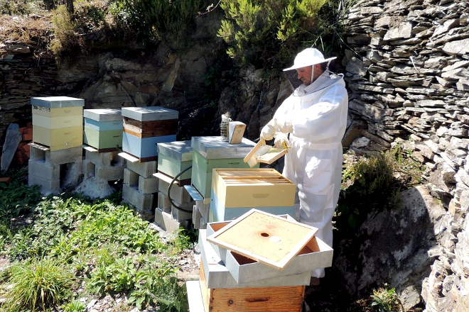 “El índice de apicultores alérgicos a las picaduras de abejas es menor que el de la población general”