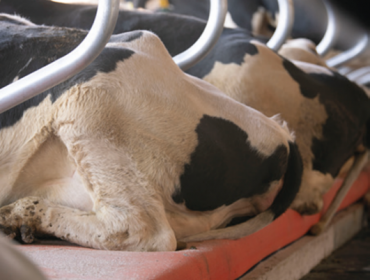 Llegan a España las nuevas colchonetas holandesas que mejoran el bienestar de las vacas