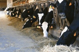 Los últimos avances en nutrición de ganado bovino, a debate en la VIII Jornada FEDNA-ANEMBE