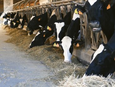 Los últimos avances en nutrición de ganado bovino, a debate en la VIII Jornada FEDNA-ANEMBE