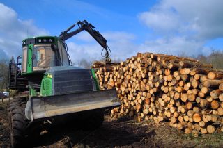 Subasta pública de la Xunta para vender 37 lotes de pino en Lugo