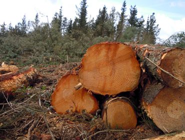 La Xunta adjudica por 6,1 millones de euros 78 lotes de madera en la provincia de Lugo