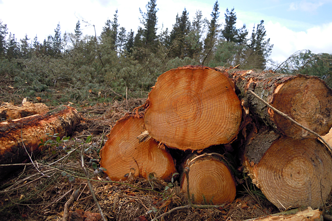 El plan estratégico de la industria forestal-madera recibirá 150.000 euros de la Xunta