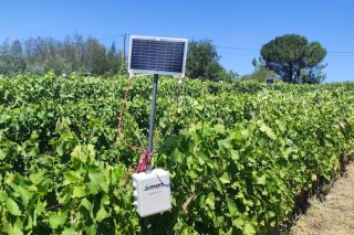 Viniot, un nuevo servicio tecnológico de monitorización de los viñedos