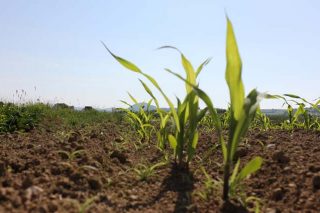 Sipcam Iberia lanza Iseran, nuevo herbicida para maíz