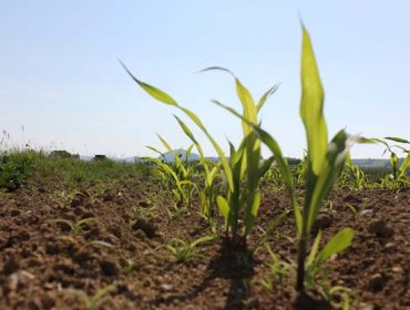 Sipcam Iberia lanza Iseram, nuevo herbicida para maíz