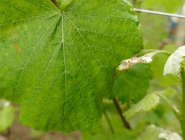 Cuidados de la viña durante los próximos días: Se recomienda renovar el tratamiento contra el mildio