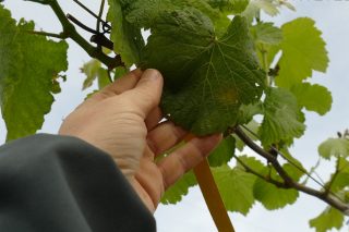 Detectada la primera mancha de mildiu en un viñedo del Salnés
