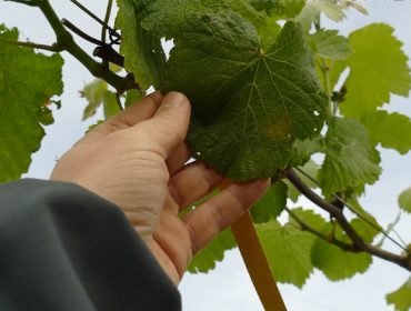 Detectada la primera mancha de mildiu en un viñedo del Salnés