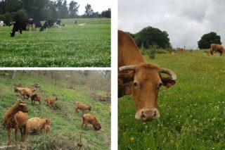 Jornadas sobre el futuro de la ganadería ecológica los días 5 y 6 de mayo en Melide