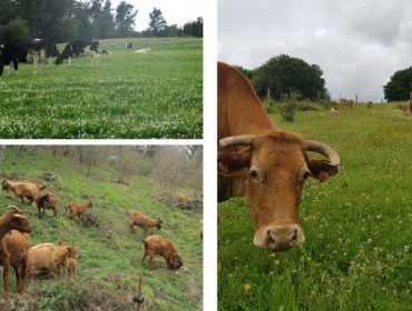 Jornadas sobre el futuro de la ganadería ecológica los días 5 y 6 de mayo en Melide