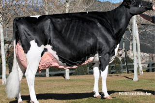 ¿Qué importancia tiene la morfología de la vaca frisona para los resultados de la granja?
