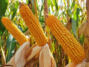 La gama de abonos más eficaz para maíz: Fertimón Pro y Fertimón Tech