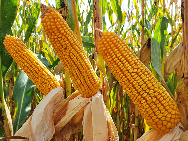 La gama de abonos más eficaz para maíz: Fertimón Pro y Fertimón Tech