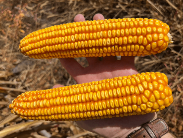 El empleo de ‘Polysulphate’ en mezcla con el abonado de fondo en maíz confirma mejoras de rendimientos