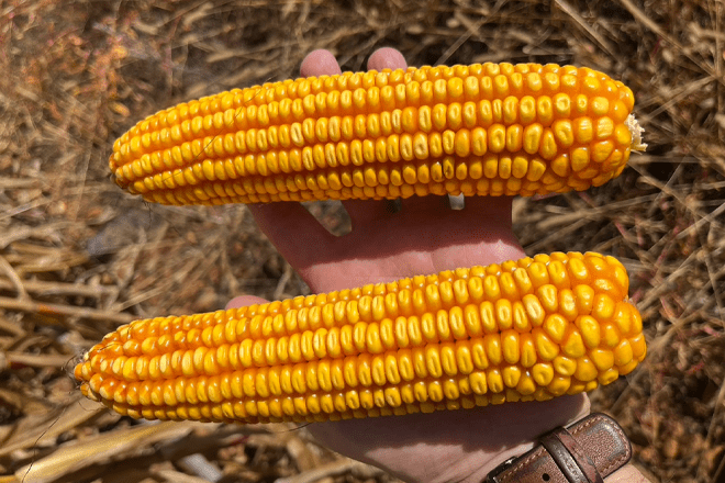 El empleo de ‘Polysulphate’ en mezcla con el abonado de fondo en maíz confirma mejoras de rendimientos