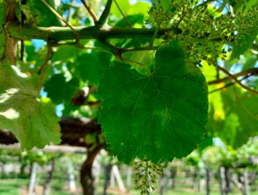 Recomiendan mantener vigiladas las viñas ante la previsión de lluvias y el riesgo de mildiu