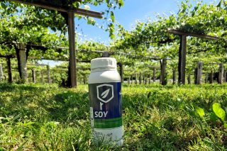 SOY, nuevo biofungicida para mildiu en viñedo a base de lecitina de soja