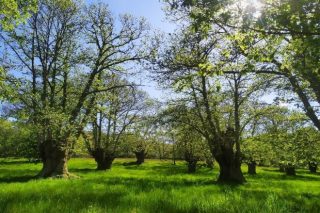 Expertos forestales analizarán la importancia de recuperar y crear nuevos sotos de castaños en Galicia