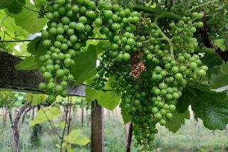 Recomiendan controlar la vegetación de las viñas y renovar los tratamientos frente al mildio