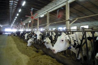 Así es la producción de leche y biogás en Lombardía, la Galicia italiana