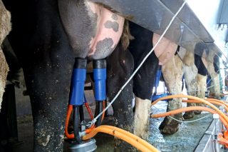 Bajan los precios y la producción de leche en agosto, excepto en Galicia