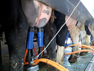 La producción de leche en Galicia sube un 0,68% en lo que va de año mientras que en España baja un 0,73%