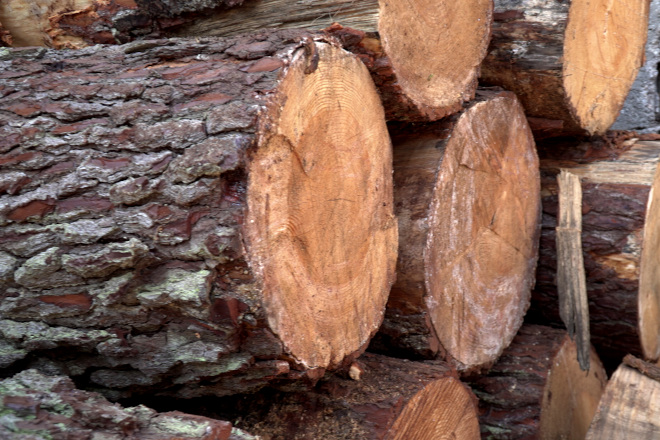 Webinar sobre cómo afecta al sector forestal gallego el reglamento de deforestación de la Unión Europea