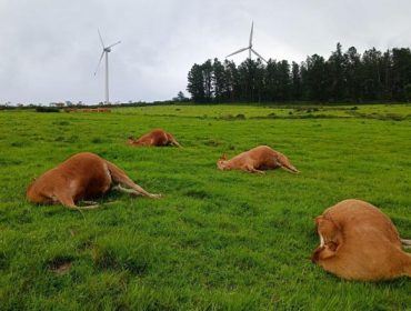 Inquietud por la muerte de 4 vacas por un rayo al pie de un parque eólico