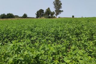 Claves sobre el cultivo de alfalfa en Galicia