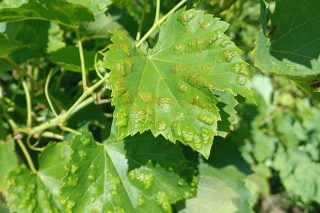 Recomiendan mantener la vigilancia de las viñas ante el mildiu, oídio y botritis