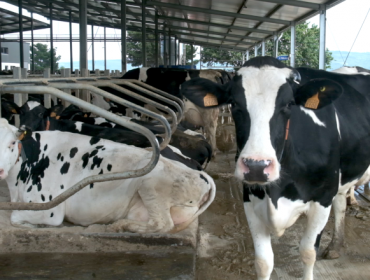 Jornada sobre la EHE y los nuevos cambios legislativos que afectan a las granjas lácteas el viernes 9 de febrero en Lugo