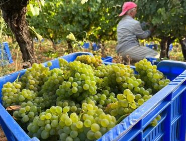 Concluye la vendimia más abundante de la década en Galicia con más de 75 millones de kilos de uva recogidos
