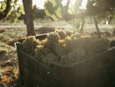 La D.O. Monterrei recoge casi siete millones de kilos de uva en la vendimia de 2023