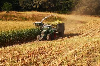 Comienza el ensilado del maíz en Galicia y en Asturias ya empezaron hace más de una semana