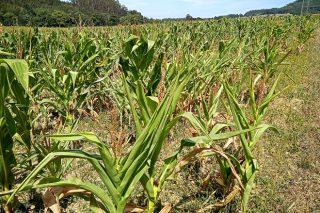“En A Mariña la cosecha de maíz va a ser un desastre, no se recuerda un año tan malo como este”