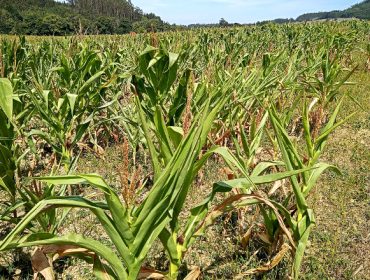 “En A Mariña la cosecha de maíz va a ser un desastre, no se recuerda un año tan malo como este”