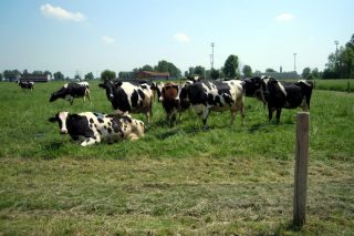 La UE calcula que la producción de leche se mantendrá estable en el 2024, con buena evolución del mercado