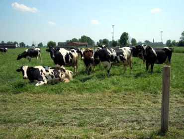 La UE calcula que la producción de leche se mantendrá estable en el 2024, con buena evolución del mercado
