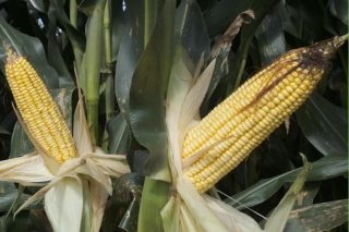 Las mejores variedades de maíz para esta campaña: resultados de los ensayos de Mabegondo