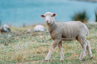 Gradiant consigue «excelentes resultados» con la aplicación de la Inteligencia Artificial en la mejora de la fertilidad ovina