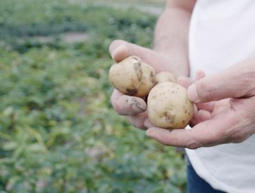 Jornada este jueves en Xinzo sobre agroecología aplicada al control de malas hierbas en trigo y patata